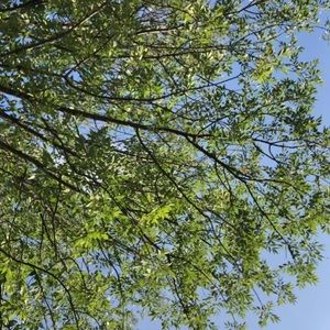 Meet your Posher, Bailee